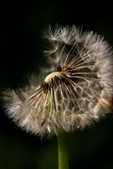 Fototapeta premium dandelion seed head