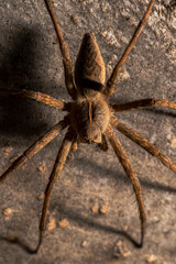 wolf spider on wood