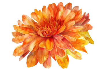 Vibrant orange chrysanthemum flower illustration with detailed petals isolated on a white background, perfect for nature-themed designs.