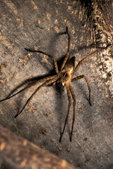 wolf spider on wood