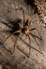wolf spider on wood