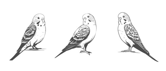 Obraz premium Vector hand drawn budgerigar isolated on white background Parakeet on a branch, black and white Budgerigar, Parrot, Green Pet Parakeet, vector illustration