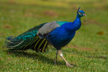 Obraz premium Peacock