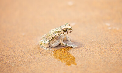 The frog sits on the sand on the shore of the lake. Beautiful wildlife landscape with place for text. The concept of protecting wildlife and ecology.