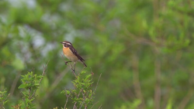Whinchat.  Songbird of the flycatcher family. Sits on a branch. Close-up. Wild nature.