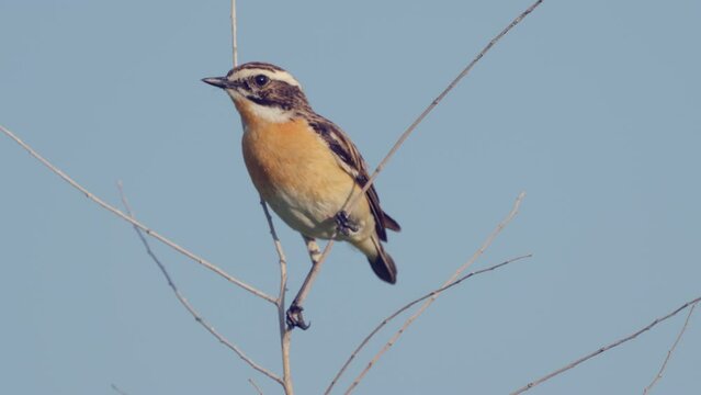 Whinchat.  Songbird of the flycatcher family. Sits on a branch. Close-up. Wild nature.
