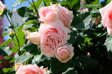 Hamamirai rose in full blooming