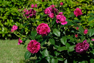 Allegorie rose in full blooming	
