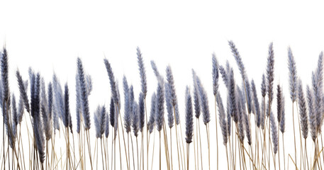 Vibrant Purple Feathery Grass Against a Clean White Background, Minimalist Nature Photography, Perfect for Modern Decor, Botanical Art, and Nature Enthusiasts, Capturing the Beauty of Simplicity