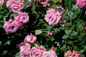 blue perfume in full blooming	
