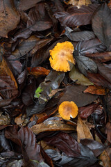 Mushrooms in Tropical Rainforest for Nature Background.