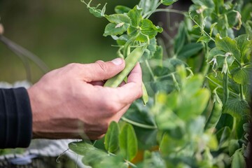 Zuckerschote im Garten pflücken, eigene Ernte, Selbstversorgung, eine Hand erntet Erbsen, 
