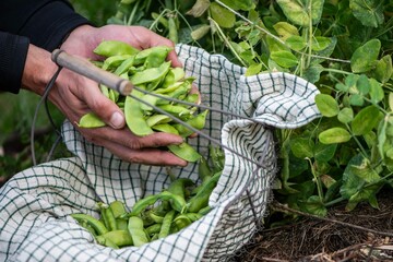 Zuckerschote im Garten pflücken, eigene Ernte, Selbstversorgung, eine Hand erntet Erbsen, 
