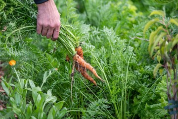 Karotten im Garten ernten, eigene Ernte, Selbstversorgung, eine Hand erntet Möhren,