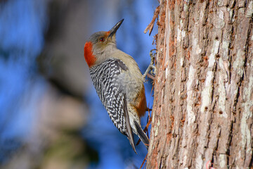 Red-bellied Woodpecker