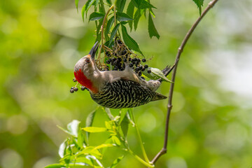 Red-bellied Woodpecker eating elderberries