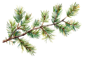 watercolor drawing of a evergreen fir tree branch isolated on white or transparent png
