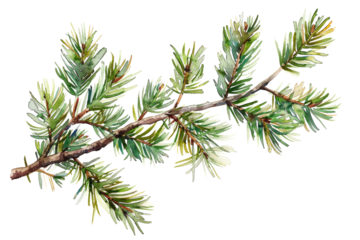 watercolor drawing of a evergreen fir tree branch isolated on white or transparent png