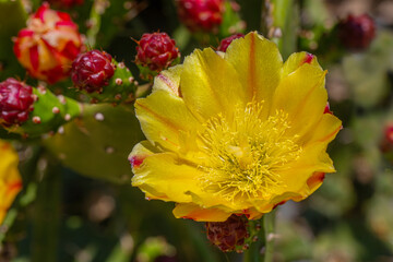 Common name: Prickly pear cactus, scientific name: Opuntia maxima