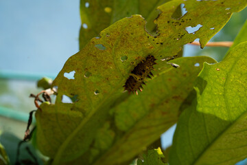 Butterflies larva, catterpilar under the leaf. Animals life cycle