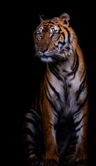 Picture of a tiger against a black background