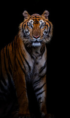 Picture of a tiger against a black background