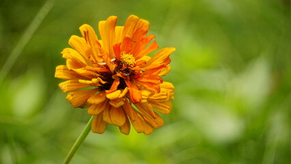 Close-up of blooming Zinnia elegans flower
