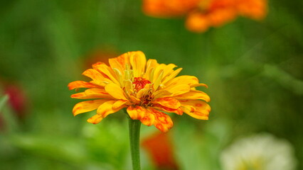Close-up of blooming Zinnia elegans flower