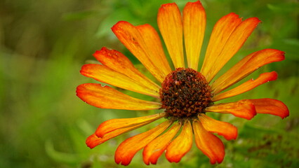 Close-up of blooming Zinnia elegans flower