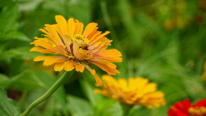 Close-up of blooming Zinnia elegans flower
