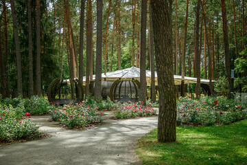 Tall pine trees and a clear pathway leading towards a wooden pavilion in a K. Dineikos Wellness...