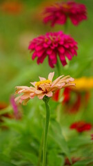 Close-up of blooming Zinnia elegans flower
