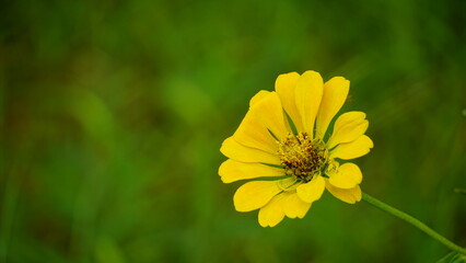 Close-up of blooming Zinnia elegans flower