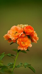 Obraz premium Roses bloom in bunches in the garden