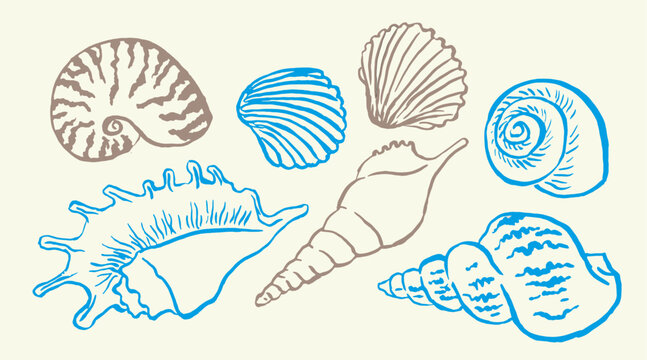 Shells , colorful seashells , shellfish, conch , mollusks , starfish , marine illustration, vector illustration , stickers, decorations, ocean , scallops, doodle
