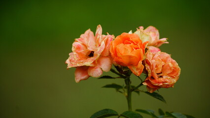 Roses bloom in bunches in the garden