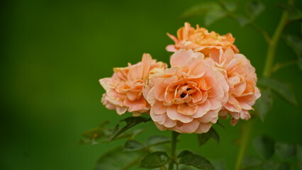 Roses bloom in bunches in the garden