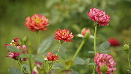 Roses blooming on a natural background