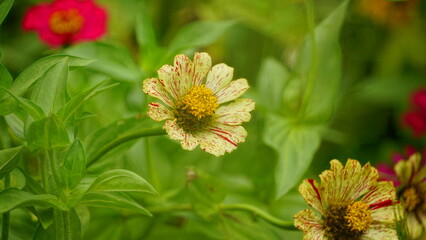 Close-up of blooming Zinnia elegans flower