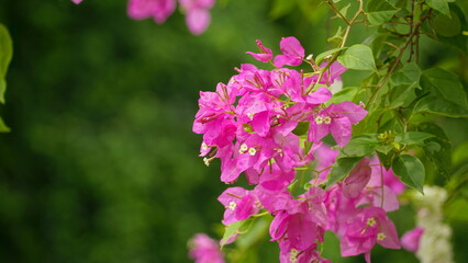 Close-up of Bougainvillea flowers on a natural background