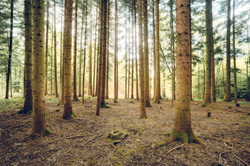 Naklejka premium Forest scene in summer. Lush vegetation, vibrant, no people
