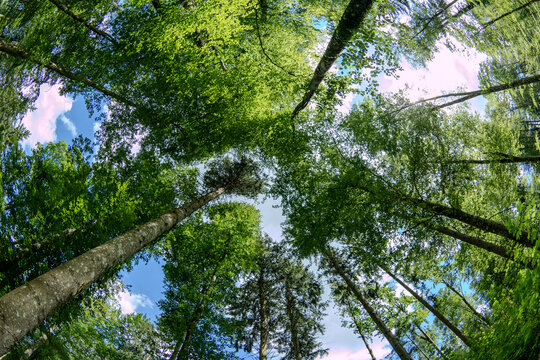 Tall forest trees canopy or crowns, low, wide-angle view. Sunny summer day, no people