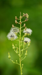 Close-up of Lactuca biennis flower