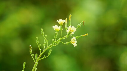 Close-up of Camelina sativa flower