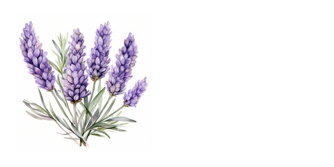 Obraz premium A delicate lavender bush on a white background. An empty space for the text. A template for a flyer or banner for a flower shop.