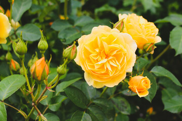 yellow roses in garden