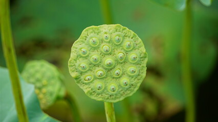 Close-up of lotus seeds on a natural background