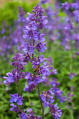 flowers in the garden