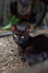 The sharp gaze of a black wild cat