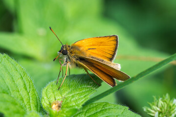 Close up of Essex Skipper butterfly (Thymelicus lineola) sitting on a leaf